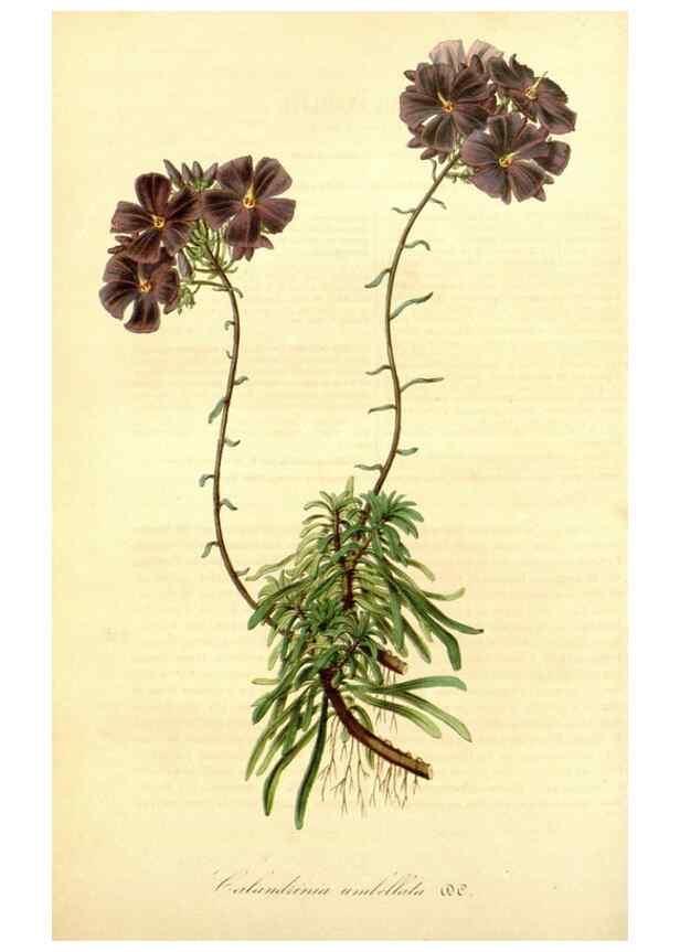 Reproducción/Reproduction 49491748813: Flore des serres et des jardins de l'Europe. A Gand :chez Louis van Houtte, eÌditeur,1845-1880.. 
