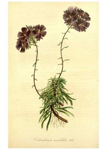 Reproducción/Reproduction 49491748813: Flore des serres et des jardins de l'Europe. A Gand :chez Louis van Houtte, eÌditeur,1845-1880.. 