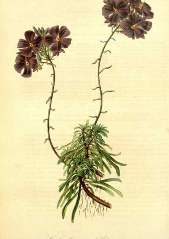 Reproducción/Reproduction 49491748813: Flore des serres et des jardins de l'Europe. A Gand :chez Louis van Houtte, eÌditeur,1845-1880.. 