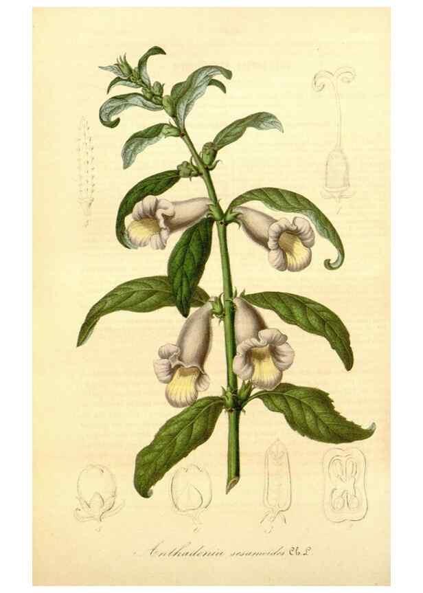 Reproducción/Reproduction 49492457907: Flore des serres et des jardins de l'Europe. A Gand :chez Louis van Houtte, eÌditeur,1845-1880.. 