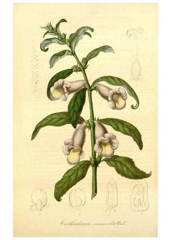 Reproducción/Reproduction 49492457907: Flore des serres et des jardins de l'Europe. A Gand :chez Louis van Houtte, eÌditeur,1845-1880.. 