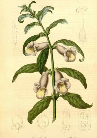 Reproducción/Reproduction 49492457907: Flore des serres et des jardins de l'Europe. A Gand :chez Louis van Houtte, eÌditeur,1845-1880.. 