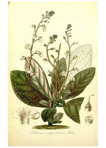 Reproducción/Reproduction 49492458197: Flore des serres et des jardins de l'Europe. A Gand :chez Louis van Houtte, eÌditeur,1845-1880.. 