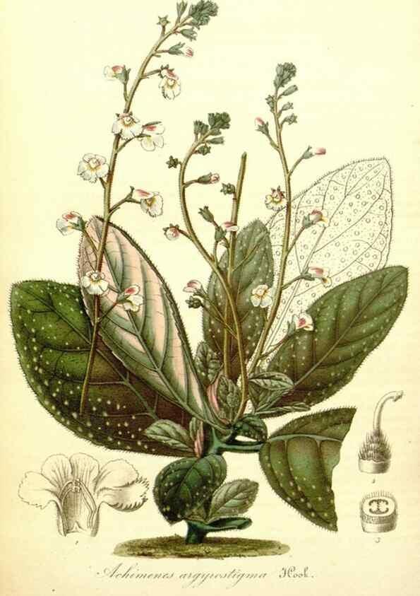 Reproducción/Reproduction 49492458197: Flore des serres et des jardins de l'Europe. A Gand :chez Louis van Houtte, eÌditeur,1845-1880.. 