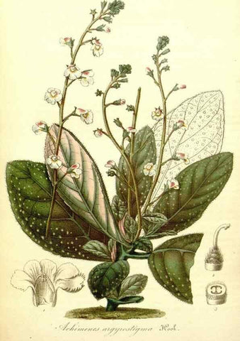 Reproducción/Reproduction 49492458197: Flore des serres et des jardins de l'Europe. A Gand :chez Louis van Houtte, eÌditeur,1845-1880.. 