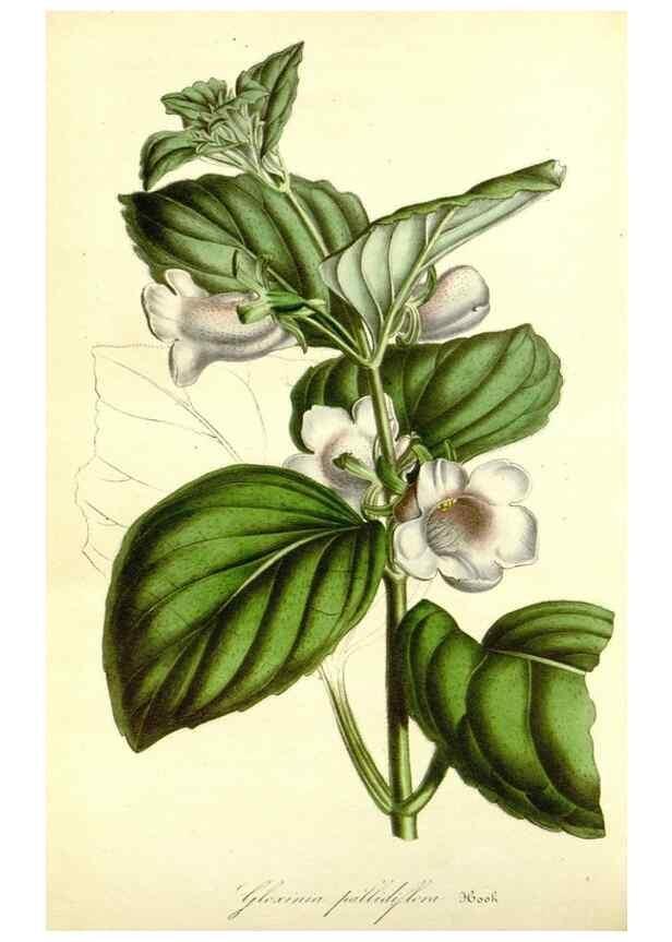 Reproducción/Reproduction 49492256751: Flore des serres et des jardins de l'Europe. A Gand :chez Louis van Houtte, eÌditeur,1845-1880.. 