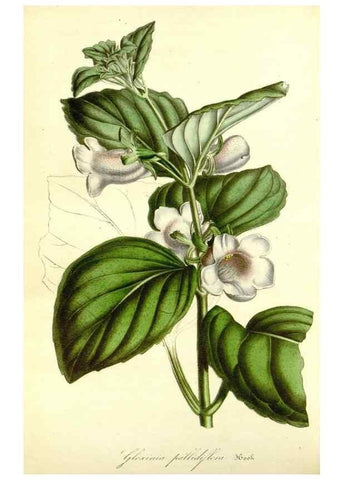 Reproducción/Reproduction 49492256751: Flore des serres et des jardins de l'Europe. A Gand :chez Louis van Houtte, eÌditeur,1845-1880.. 