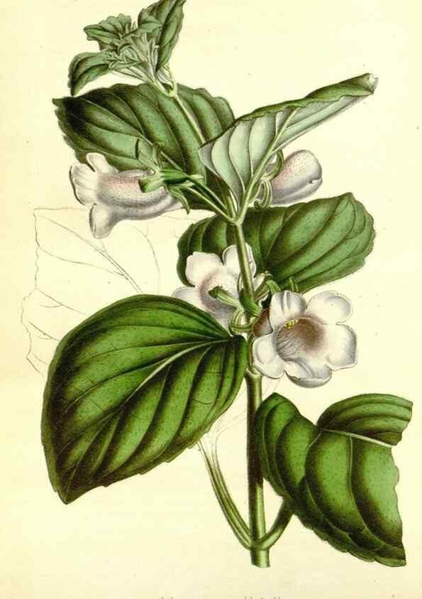 Reproducción/Reproduction 49492256751: Flore des serres et des jardins de l'Europe. A Gand :chez Louis van Houtte, eÌditeur,1845-1880.. 