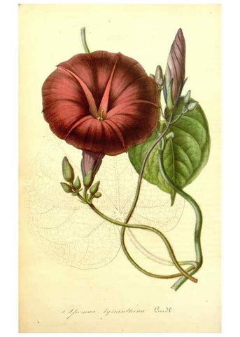 Reproducción/Reproduction 49492458452: Flore des serres et des jardins de l'Europe. A Gand :chez Louis van Houtte, eÌditeur,1845-1880.. 