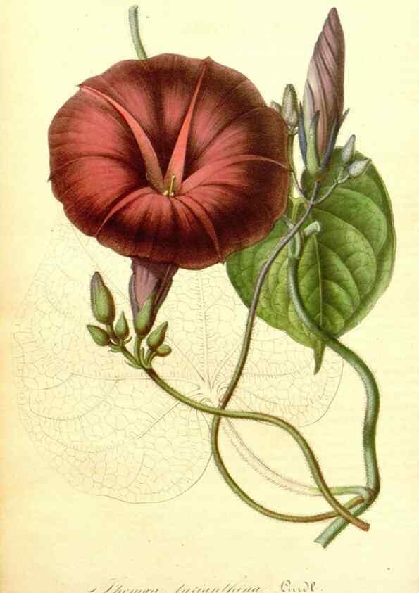 Reproducción/Reproduction 49492458452: Flore des serres et des jardins de l'Europe. A Gand :chez Louis van Houtte, eÌditeur,1845-1880.. 