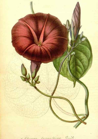 Reproducción/Reproduction 49492458452: Flore des serres et des jardins de l'Europe. A Gand :chez Louis van Houtte, eÌditeur,1845-1880.. 
