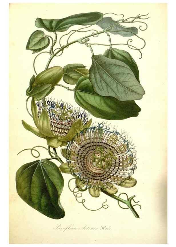 Reproducción/Reproduction 49492252011: Flore des serres et des jardins de l'Europe. A Gand :chez Louis van Houtte, eÌditeur,1845-1880.. 