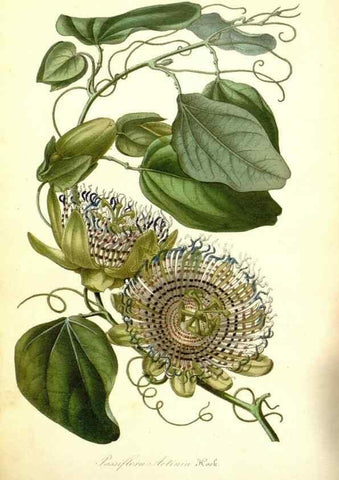 Reproducción/Reproduction 49492252011: Flore des serres et des jardins de l'Europe. A Gand :chez Louis van Houtte, eÌditeur,1845-1880.. 