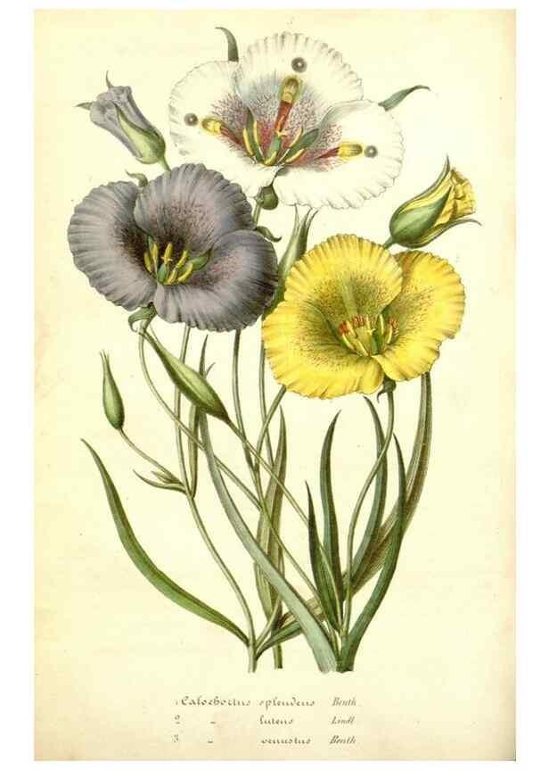Reproducción/Reproduction 49492459242: Flore des serres et des jardins de l'Europe. A Gand :chez Louis van Houtte, eÌditeur,1845-1880.. 