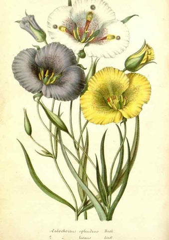 Reproducción/Reproduction 49492459242: Flore des serres et des jardins de l'Europe. A Gand :chez Louis van Houtte, eÌditeur,1845-1880.. 
