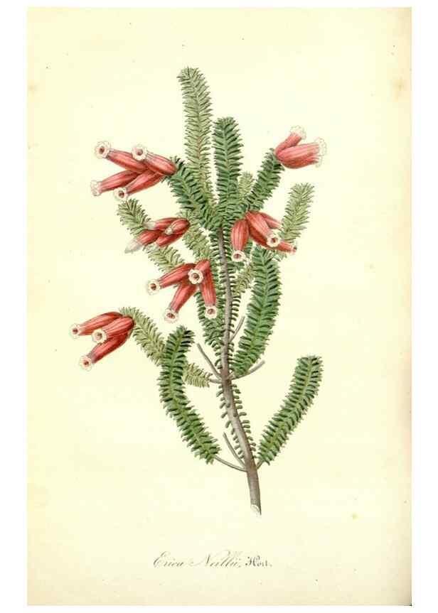 Reproducción/Reproduction 49491750463: Flore des serres et des jardins de l'Europe. A Gand :chez Louis van Houtte, eÌditeur,1845-1880.. 