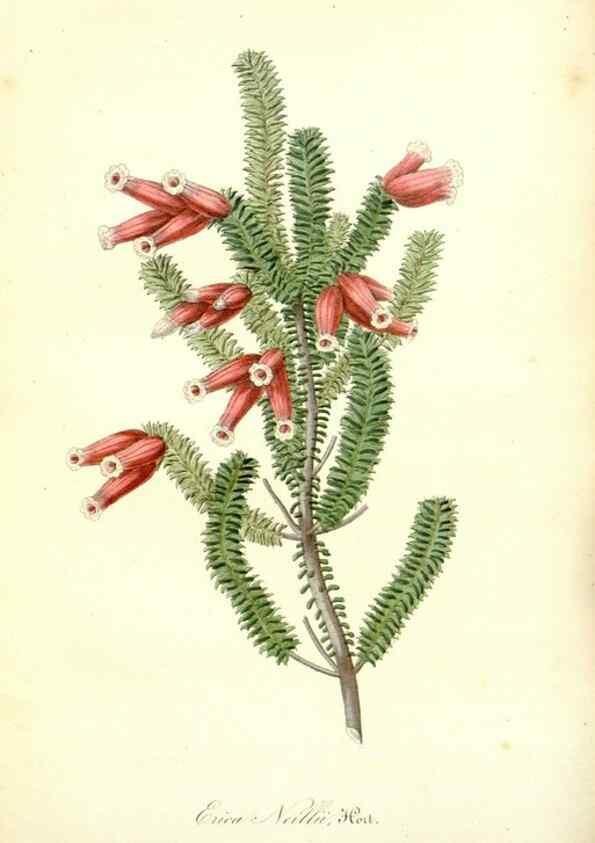 Reproducción/Reproduction 49491750463: Flore des serres et des jardins de l'Europe. A Gand :chez Louis van Houtte, eÌditeur,1845-1880.. 