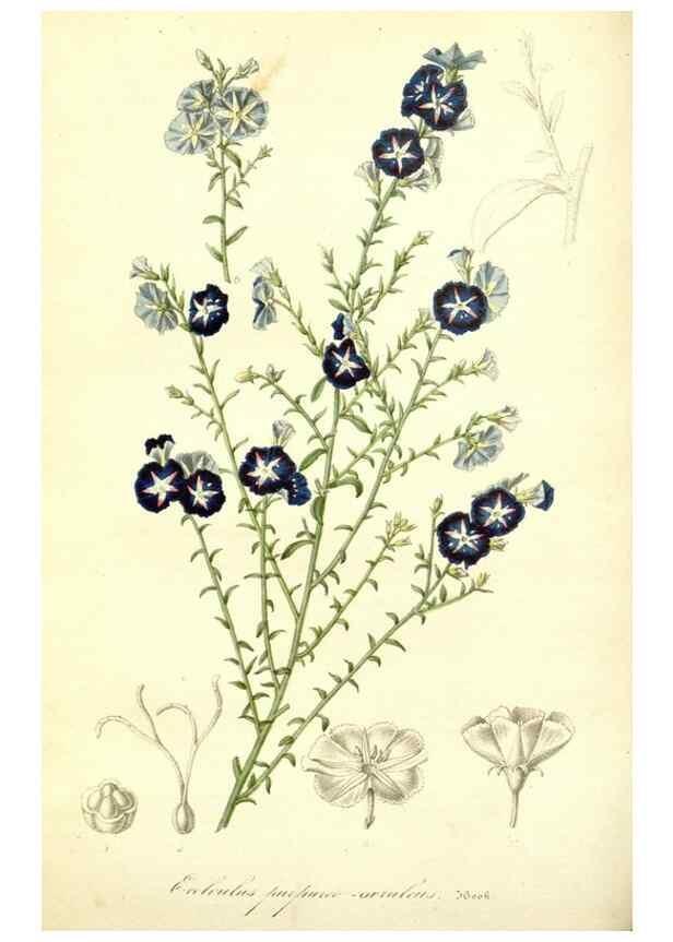 Reproducción/Reproduction 49491750608: Flore des serres et des jardins de l'Europe. A Gand :chez Louis van Houtte, eÌditeur,1845-1880.. 