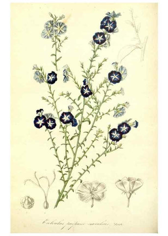 Reproducción/Reproduction 49491750608: Flore des serres et des jardins de l'Europe. A Gand :chez Louis van Houtte, eÌditeur,1845-1880.. 