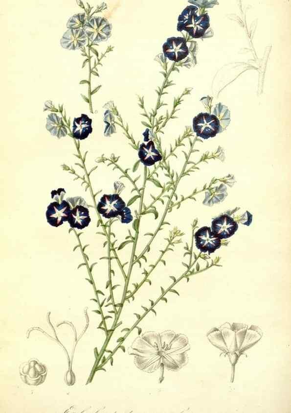 Reproducción/Reproduction 49491750608: Flore des serres et des jardins de l'Europe. A Gand :chez Louis van Houtte, eÌditeur,1845-1880.. 