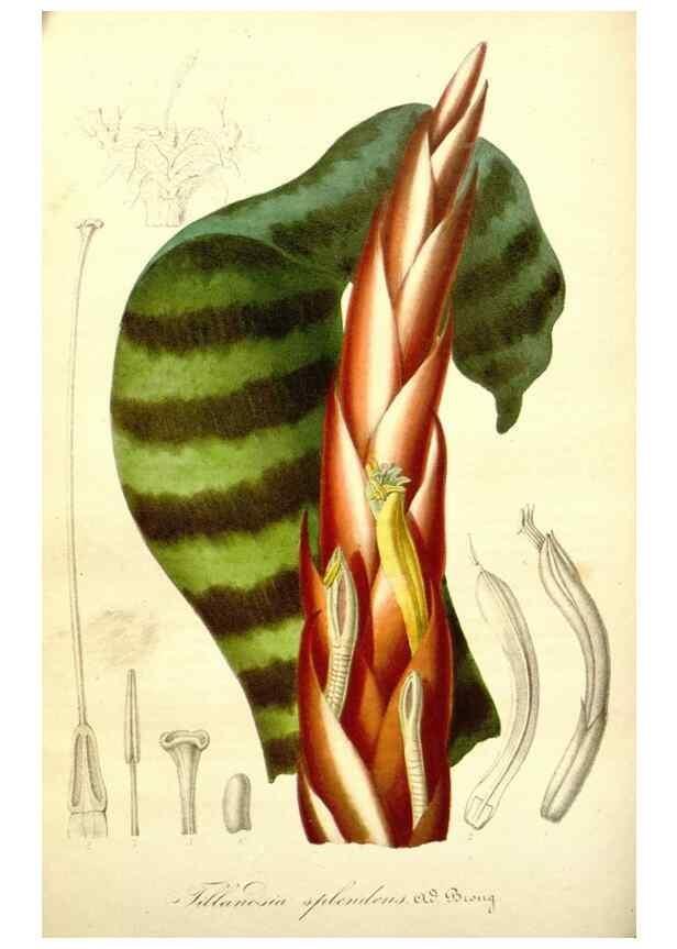 Reproducción/Reproduction 49491750798: Flore des serres et des jardins de l'Europe. A Gand :chez Louis van Houtte, eÌditeur,1845-1880.. 