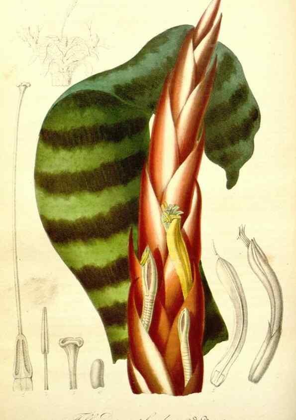 Reproducción/Reproduction 49491750798: Flore des serres et des jardins de l'Europe. A Gand :chez Louis van Houtte, eÌditeur,1845-1880.. 