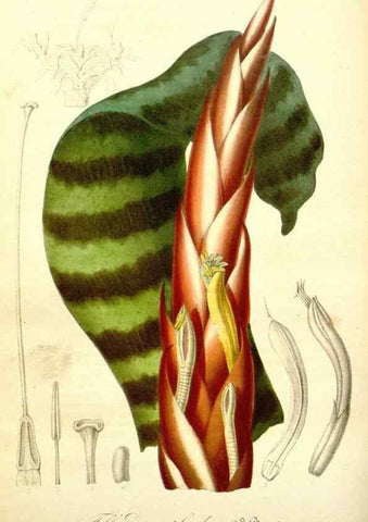 Reproducción/Reproduction 49491750798: Flore des serres et des jardins de l'Europe. A Gand :chez Louis van Houtte, eÌditeur,1845-1880.. 