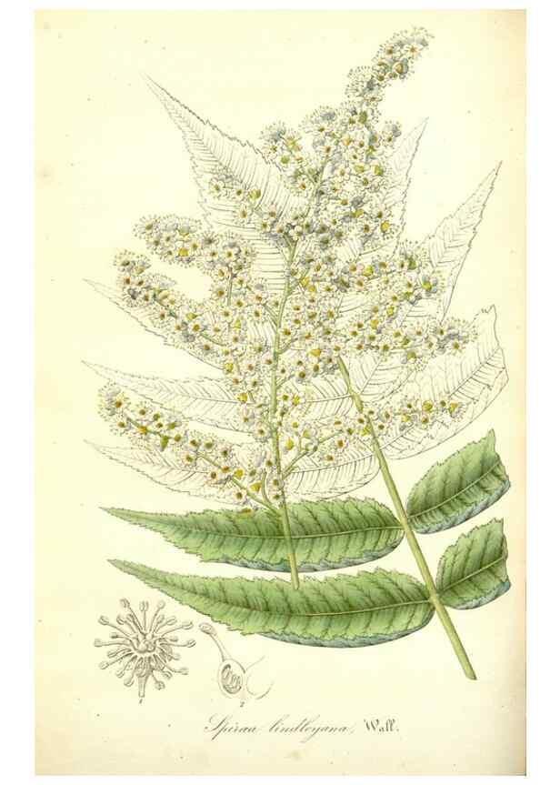 Reproducción/Reproduction 49492253126: Flore des serres et des jardins de l'Europe. A Gand :chez Louis van Houtte, eÌditeur,1845-1880.. 