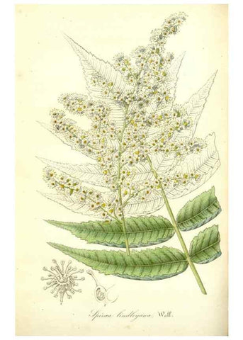 Reproducción/Reproduction 49492253126: Flore des serres et des jardins de l'Europe. A Gand :chez Louis van Houtte, eÌditeur,1845-1880.. 