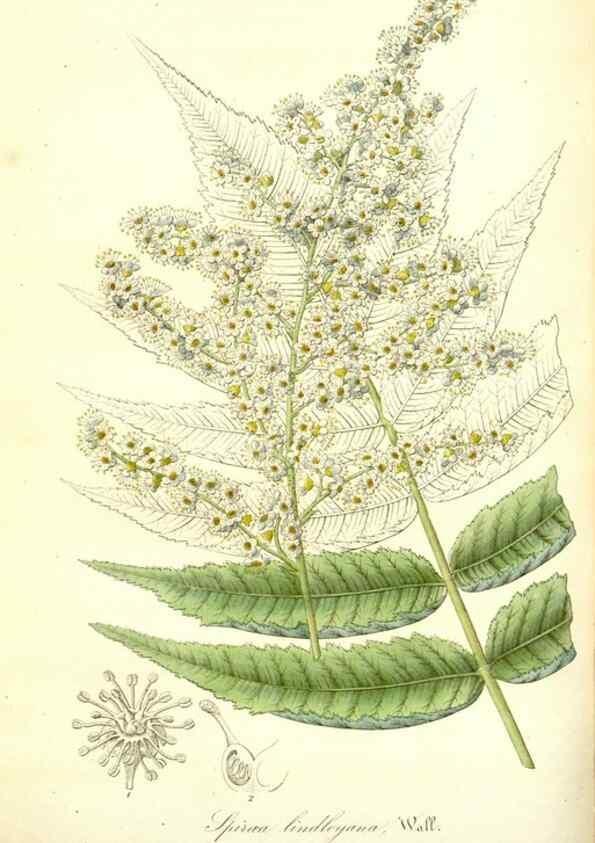 Reproducción/Reproduction 49492253126: Flore des serres et des jardins de l'Europe. A Gand :chez Louis van Houtte, eÌditeur,1845-1880.. 