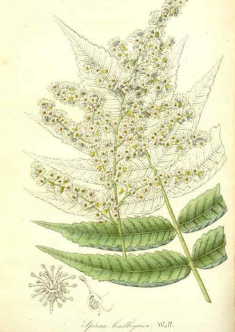 Reproducción/Reproduction 49492253126: Flore des serres et des jardins de l'Europe. A Gand :chez Louis van Houtte, eÌditeur,1845-1880.. 
