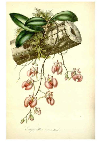 Reproducción/Reproduction 49492460162: Flore des serres et des jardins de l'Europe. A Gand :chez Louis van Houtte, eÌditeur,1845-1880.. 