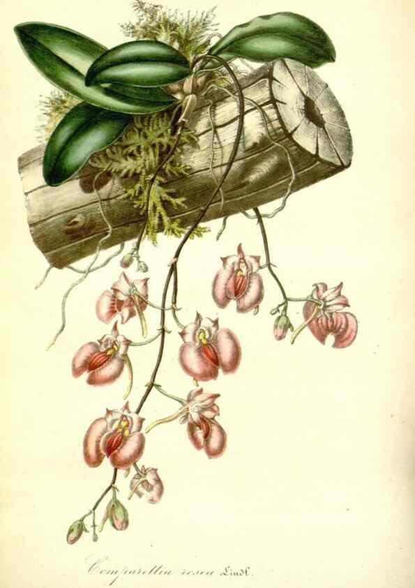 Reproducción/Reproduction 49492460162: Flore des serres et des jardins de l'Europe. A Gand :chez Louis van Houtte, eÌditeur,1845-1880.. 