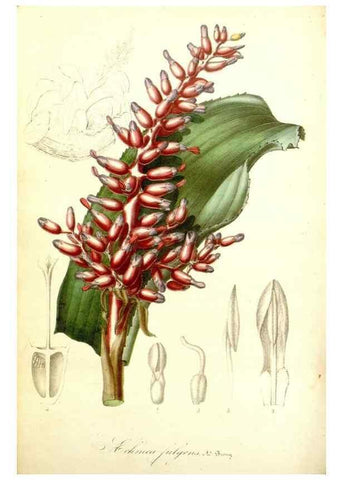 Reproducción/Reproduction 49492458757: Flore des serres et des jardins de l'Europe. A Gand :chez Louis van Houtte, eÌditeur,1845-1880.. 