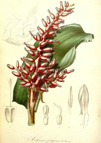 Reproducción/Reproduction 49492458757: Flore des serres et des jardins de l'Europe. A Gand :chez Louis van Houtte, eÌditeur,1845-1880.. 