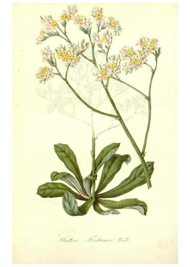 Reproducción/Reproduction 49491747578: Flore des serres et des jardins de l'Europe. A Gand :chez Louis van Houtte, eÌditeur,1845-1880.. 