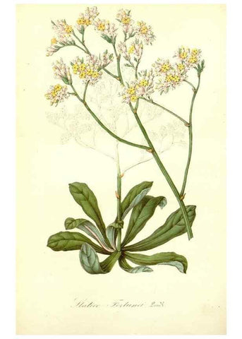 Reproducción/Reproduction 49491747578: Flore des serres et des jardins de l'Europe. A Gand :chez Louis van Houtte, eÌditeur,1845-1880.. 