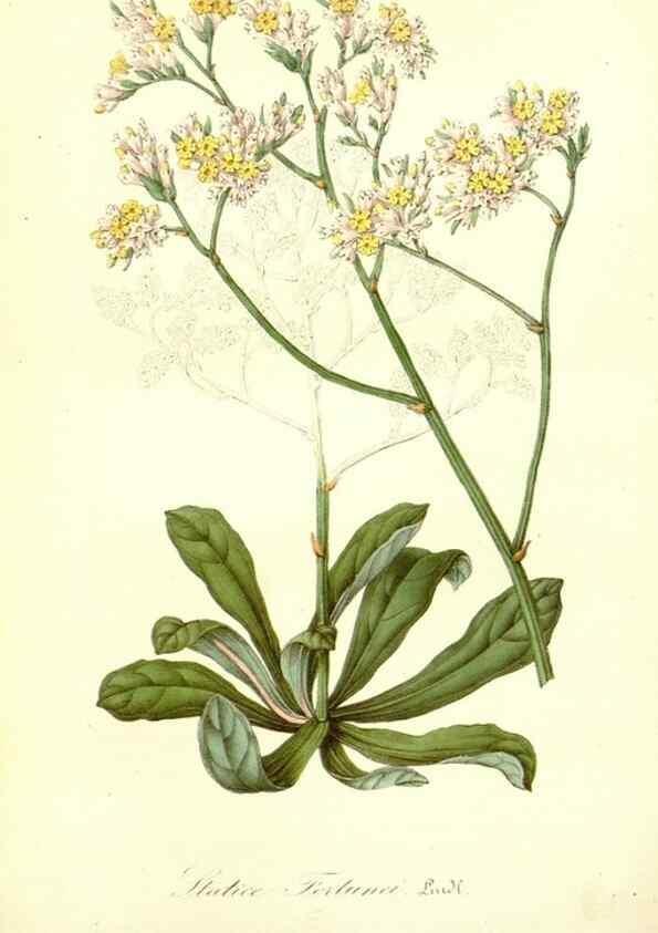 Reproducción/Reproduction 49491747578: Flore des serres et des jardins de l'Europe. A Gand :chez Louis van Houtte, eÌditeur,1845-1880.. 
