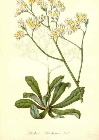Reproducción/Reproduction 49491747578: Flore des serres et des jardins de l'Europe. A Gand :chez Louis van Houtte, eÌditeur,1845-1880.. 