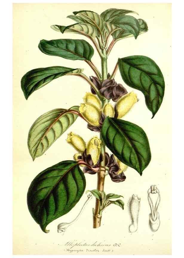 Reproducción/Reproduction 49491754903: Flore des serres et des jardins de l'Europe. A Gand :chez Louis van Houtte, eÌditeur,1845-1880.. 