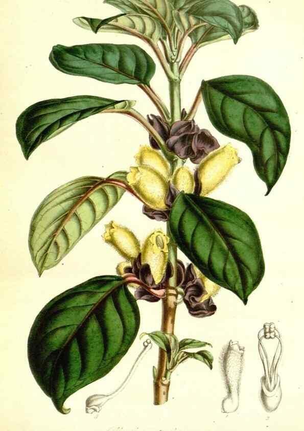 Reproducción/Reproduction 49491754903: Flore des serres et des jardins de l'Europe. A Gand :chez Louis van Houtte, eÌditeur,1845-1880.. 