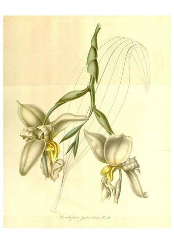Reproducción/Reproduction 49492257346: Flore des serres et des jardins de l'Europe. A Gand :chez Louis van Houtte, eÌditeur,1845-1880.. 