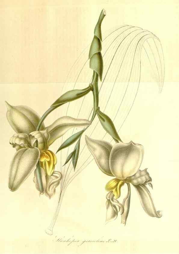 Reproducción/Reproduction 49492257346: Flore des serres et des jardins de l'Europe. A Gand :chez Louis van Houtte, eÌditeur,1845-1880.. 