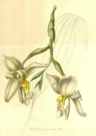 Reproducción/Reproduction 49492257346: Flore des serres et des jardins de l'Europe. A Gand :chez Louis van Houtte, eÌditeur,1845-1880.. 