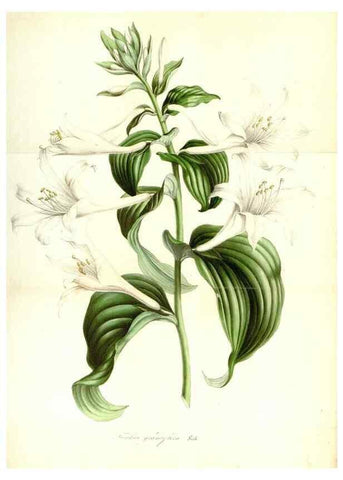 Reproducción/Reproduction 49492261326: Flore des serres et des jardins de l'Europe. A Gand :chez Louis van Houtte, eÌditeur,1845-1880.. 