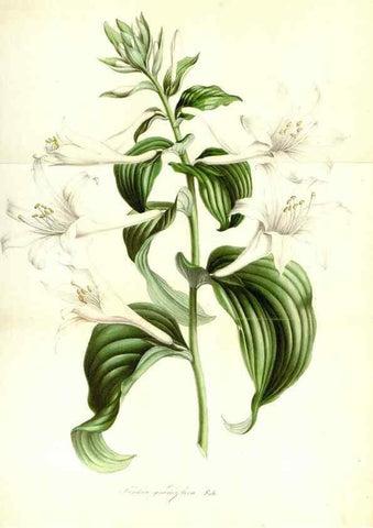 Reproducción/Reproduction 49492261326: Flore des serres et des jardins de l'Europe. A Gand :chez Louis van Houtte, eÌditeur,1845-1880.. 