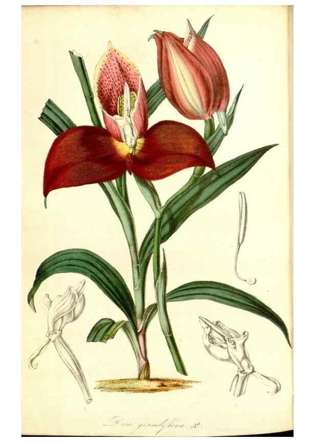 Reproducción/Reproduction 49492469137: Flore des serres et des jardins de l'Europe. A Gand :chez Louis van Houtte, eÌditeur,1845-1880.. 