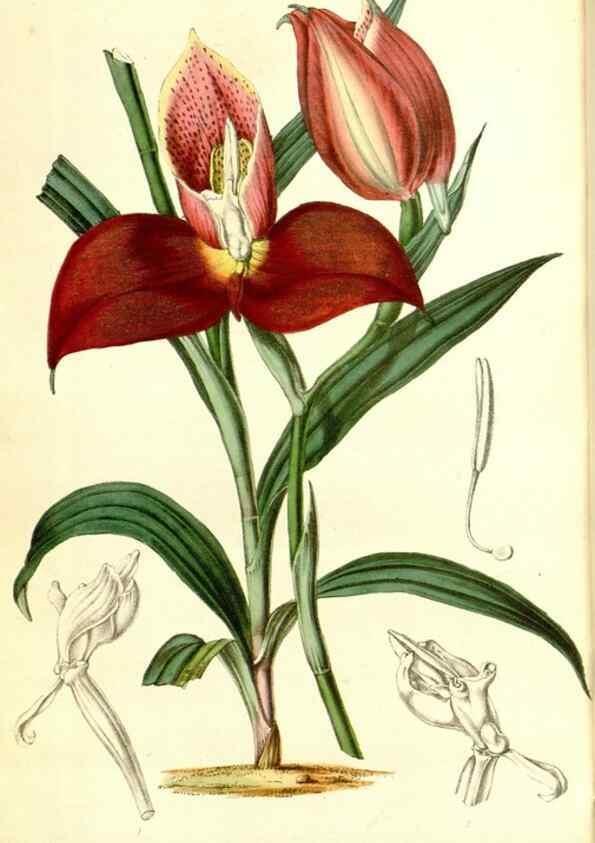 Reproducción/Reproduction 49492469137: Flore des serres et des jardins de l'Europe. A Gand :chez Louis van Houtte, eÌditeur,1845-1880.. 