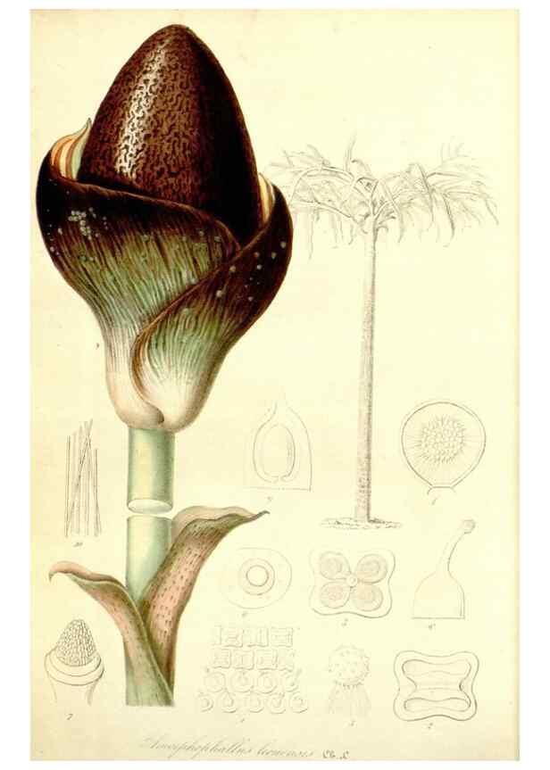 Reproducción/Reproduction 49492469347: Flore des serres et des jardins de l'Europe. A Gand :chez Louis van Houtte, eÌditeur,1845-1880.. 