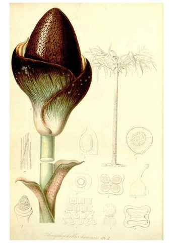 Reproducción/Reproduction 49492469347: Flore des serres et des jardins de l'Europe. A Gand :chez Louis van Houtte, eÌditeur,1845-1880.. 